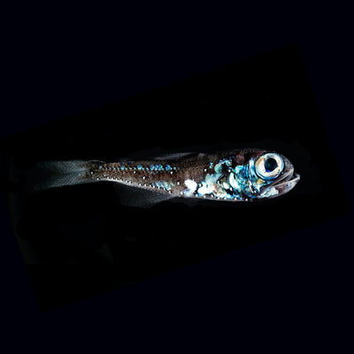 Deep Sea Siren Mystery Theme Set