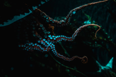 Deep Sea Siren Mystery Theme Set