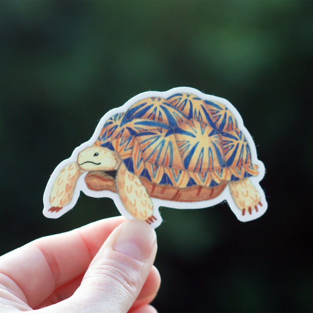 Esio Trot Sticker (Tortoise)
