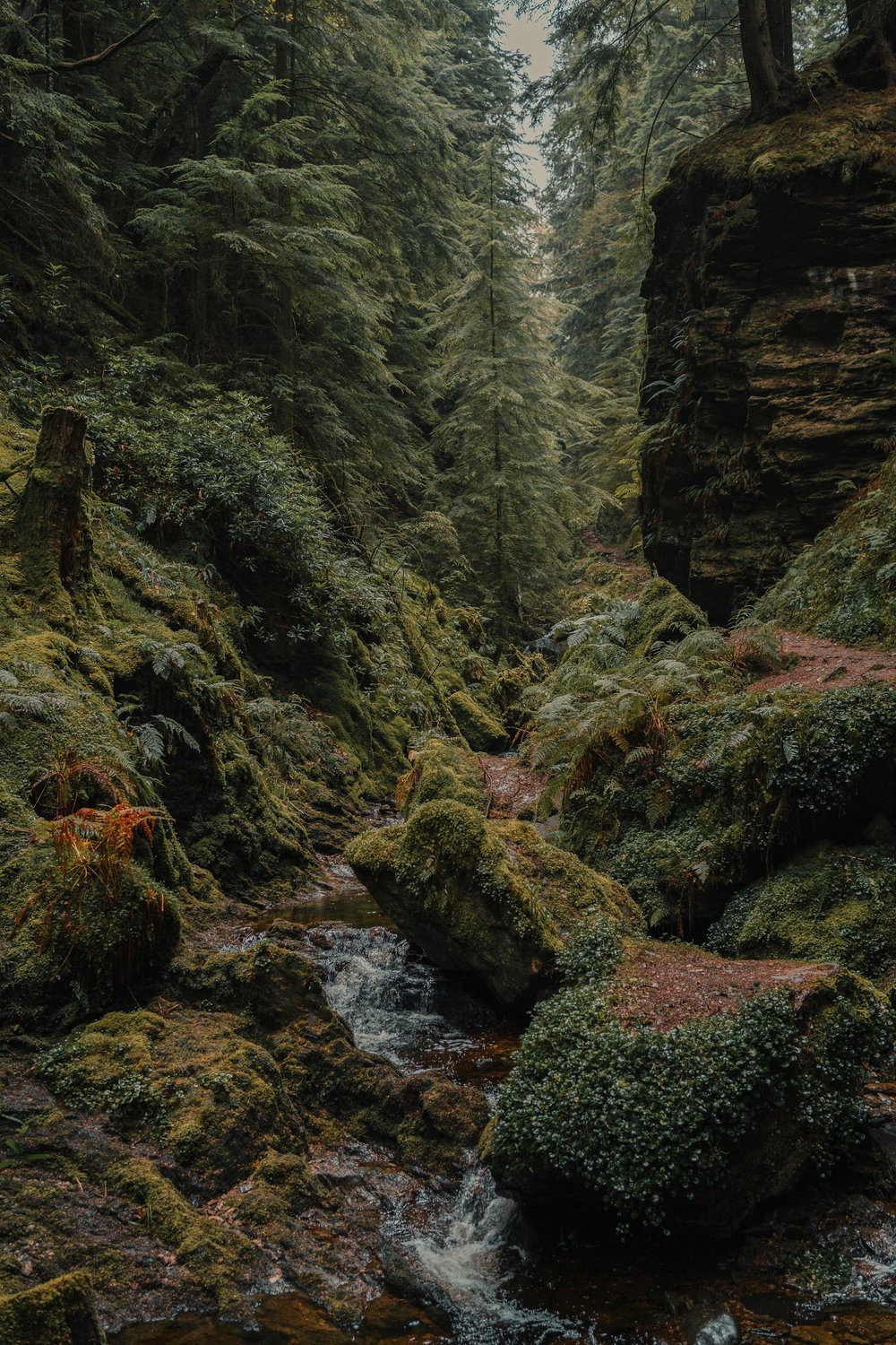 Forest Forager Mystery Theme Set