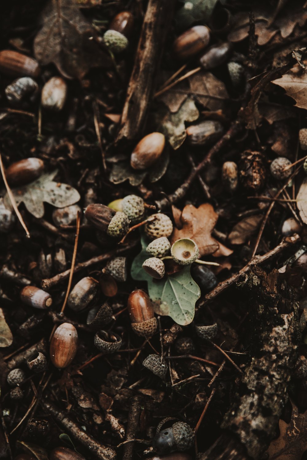 Forest Forager Mystery Theme Set