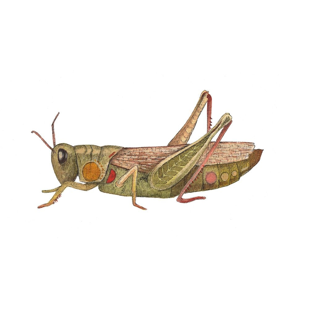 Grasshopper Print