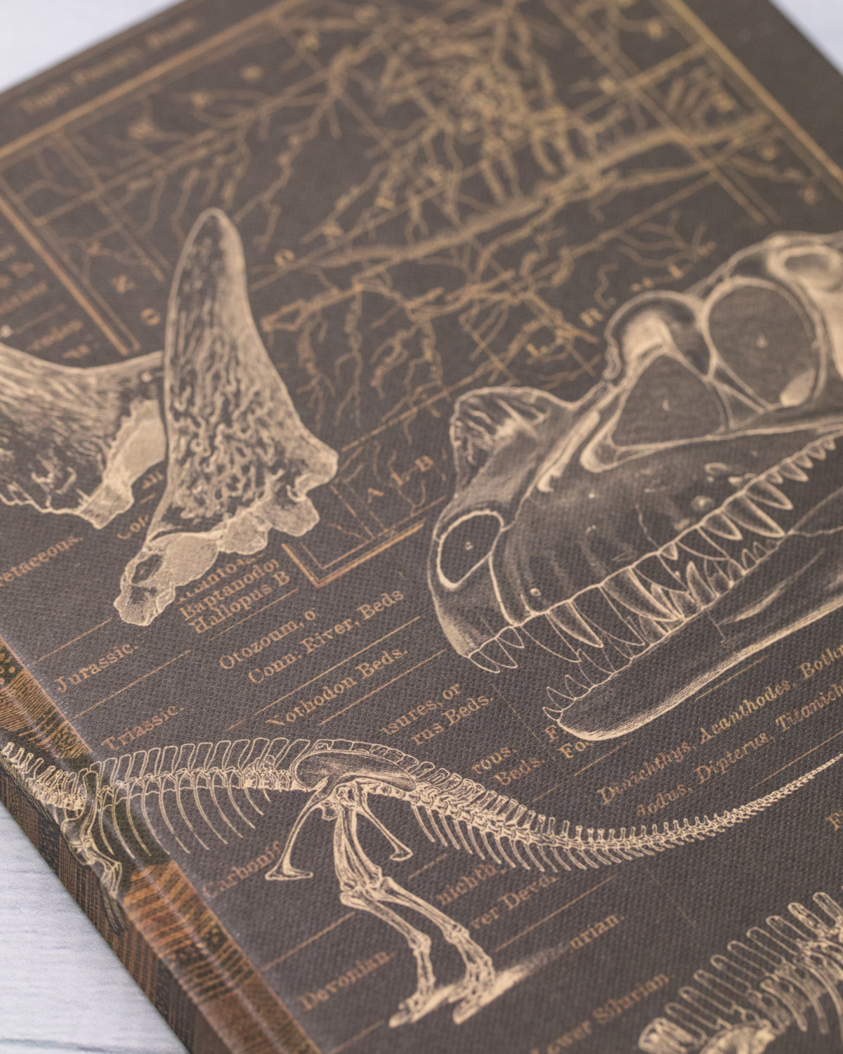 Dinosaur Dig Journal
