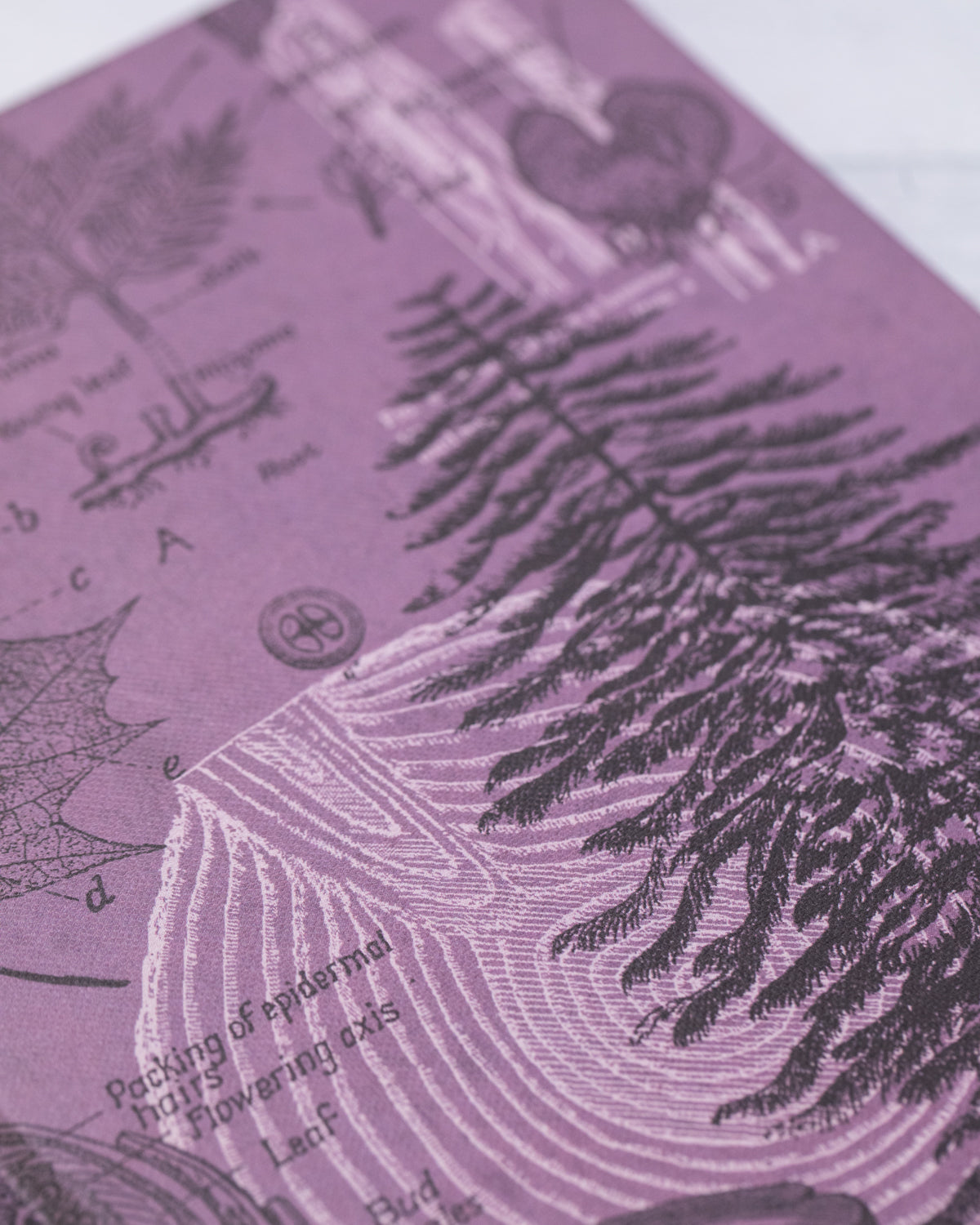 Forest at Dusk Journal
