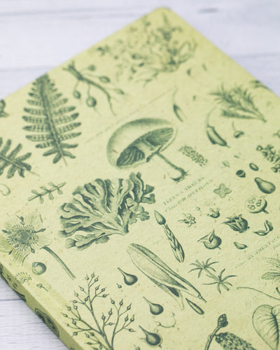 Fern Journal
