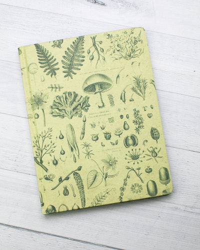 Fern Journal
