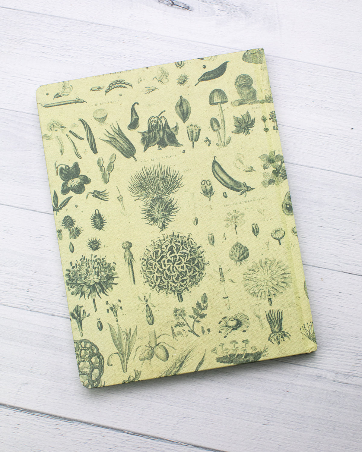 Fern Journal