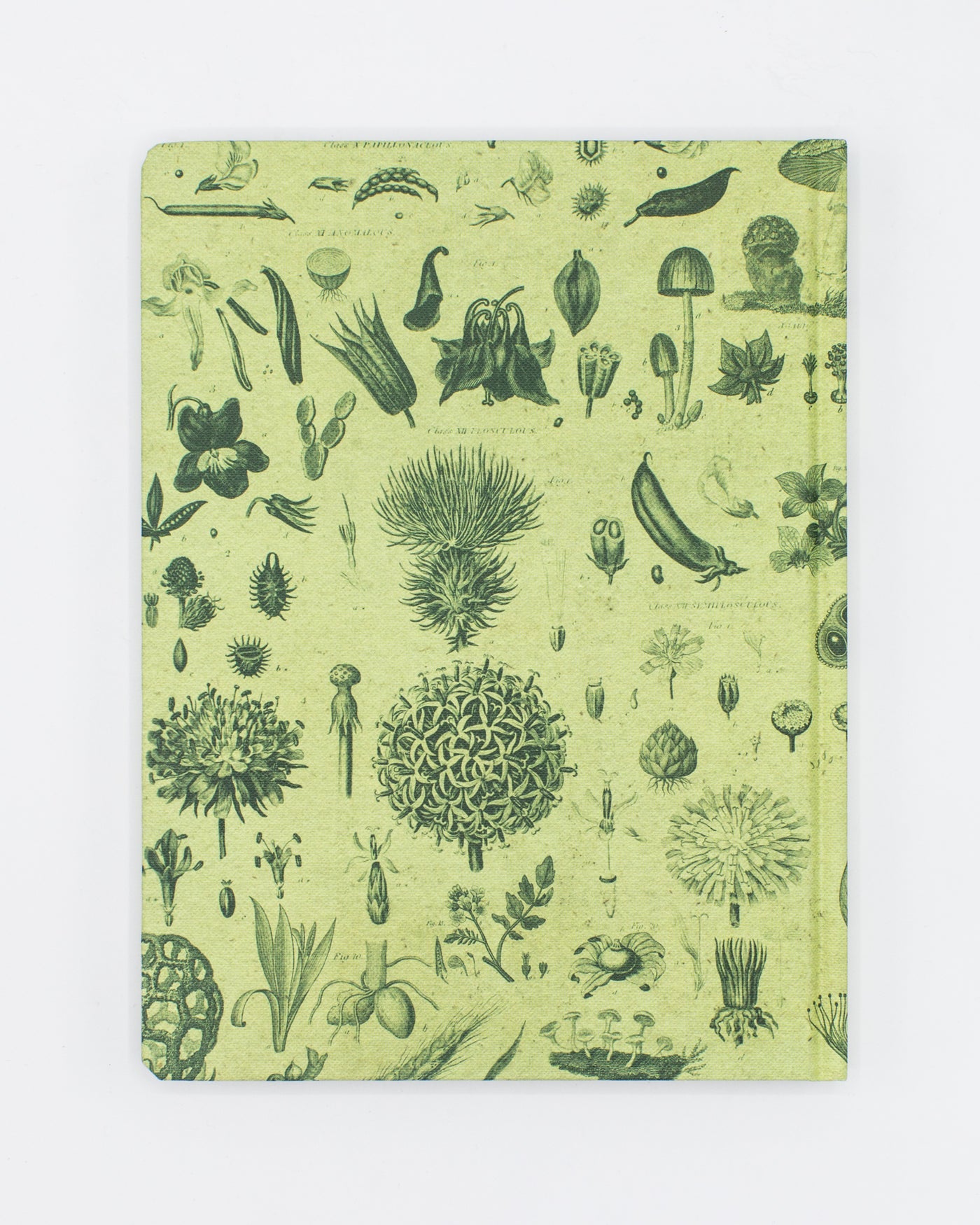 Fern Journal