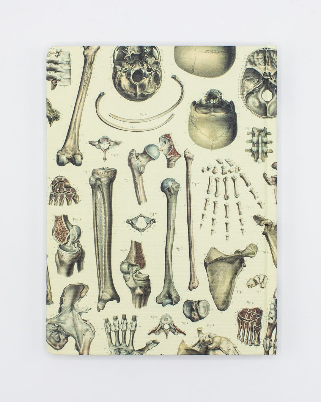 Skeleton Anatomy Journal - Muted