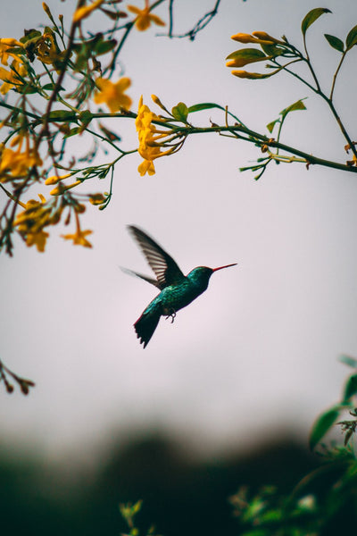 Hummingbird + Honey Mystery Theme Set