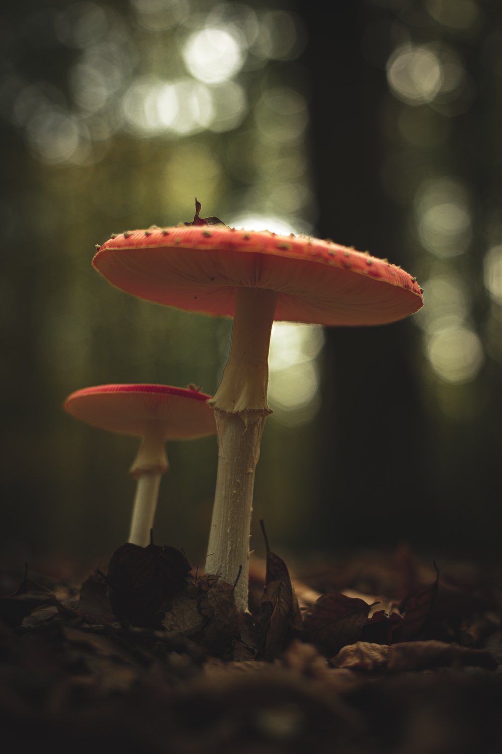 Mushroom Mania Mystery Theme Set