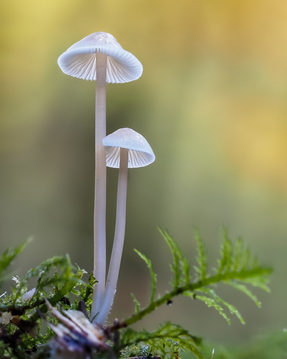 Mushroom Mania Mystery Theme Set