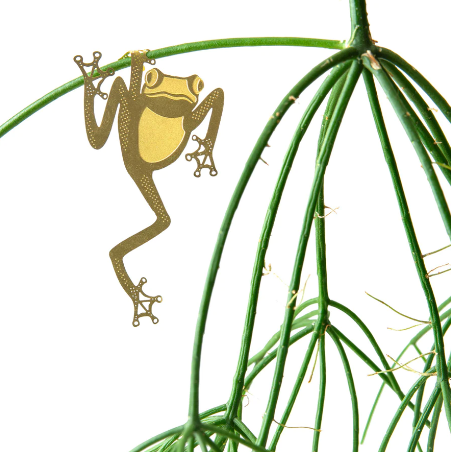 Plant Animal Tree Frog