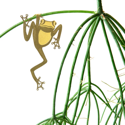 Plant Animal Tree Frog
