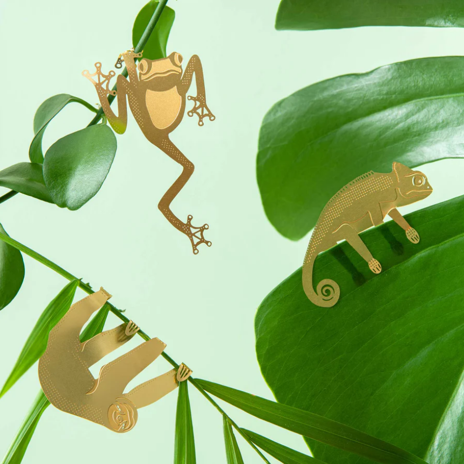 Plant Animal Tree Frog