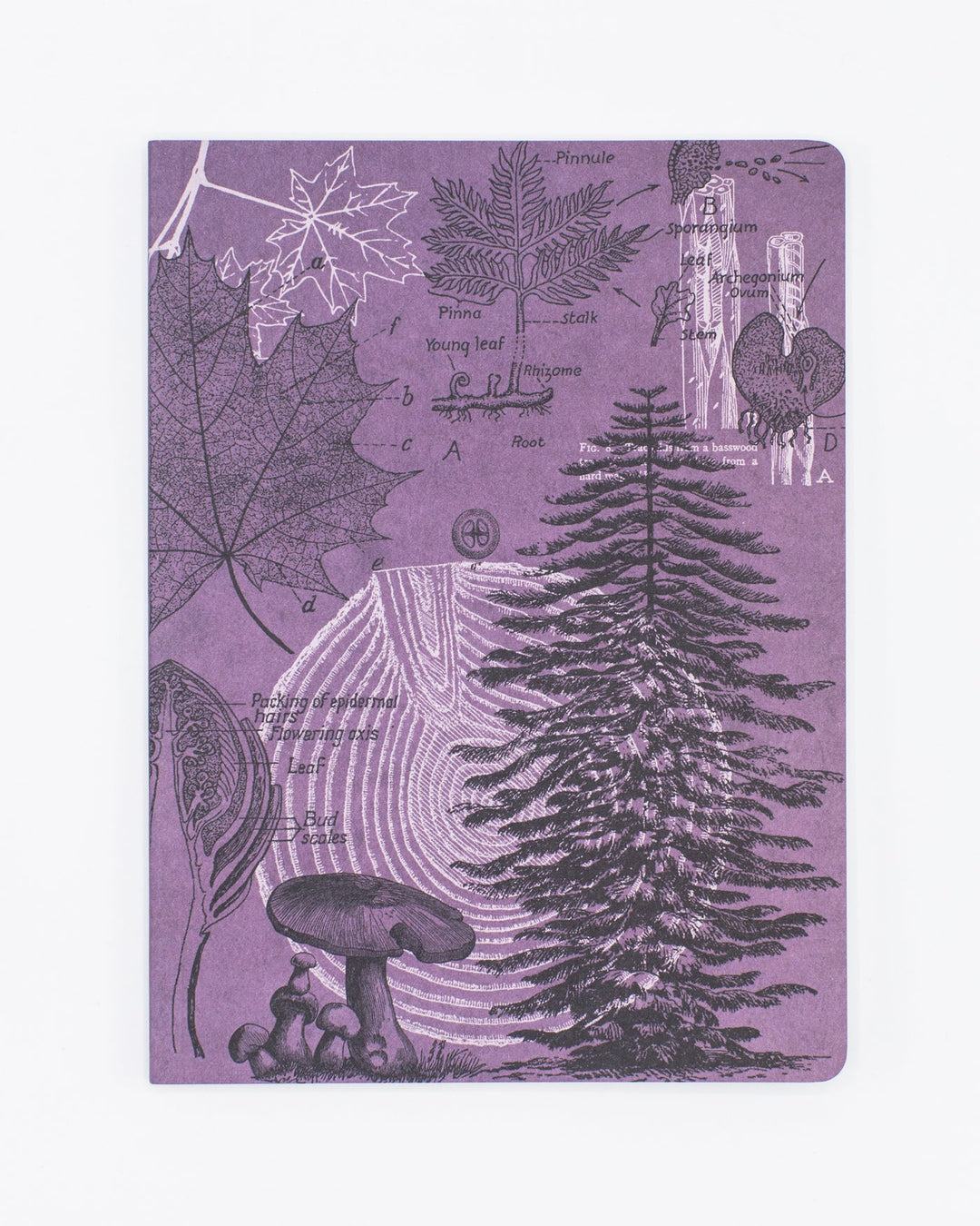 Forest at Dusk Notebook