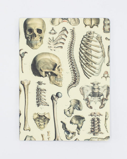 Skeleton Anatomy Notebook