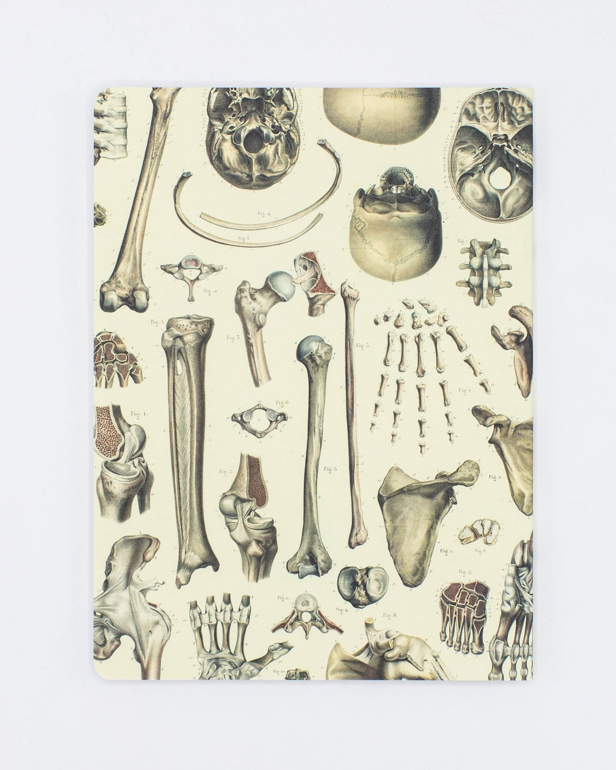 Skeleton Anatomy Notebook – Of Aspen Curated Gifts