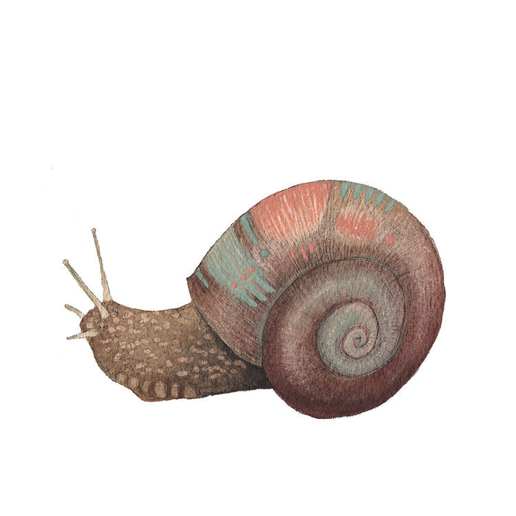 Snail Print