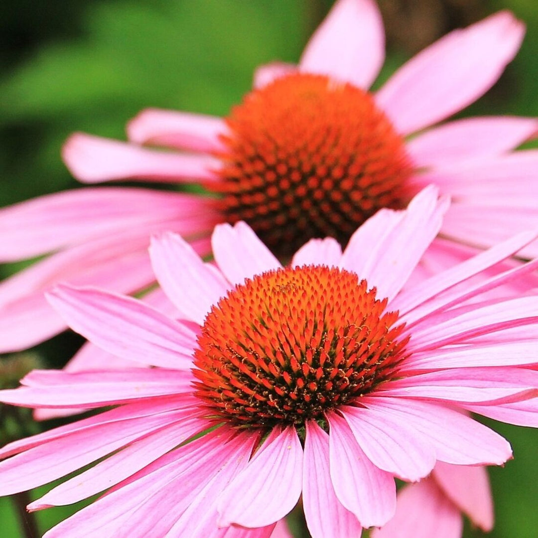 Strength in Echinacea Tarot Seed Packet