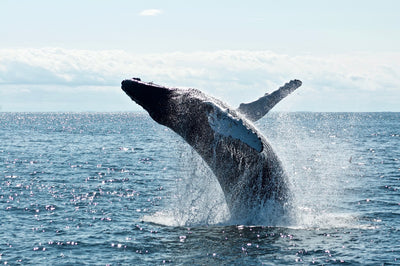 Whale Watcher Mystery Theme Set