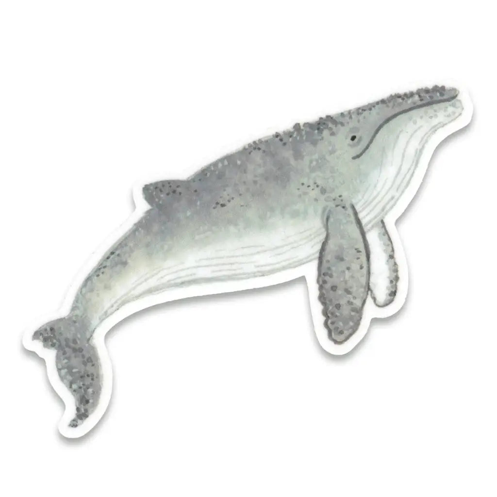 Humpback Whale Sticker